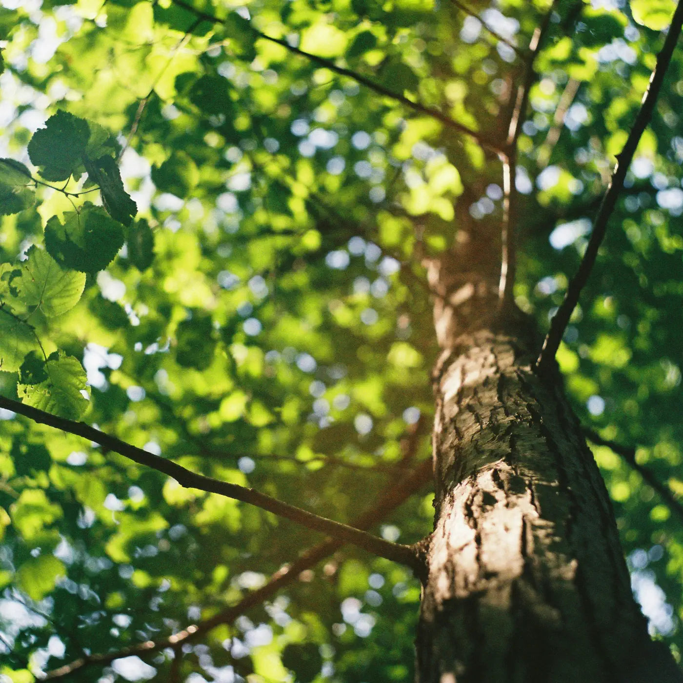 Upward view of a tree trunk with sunlight filtering through green leaves.
