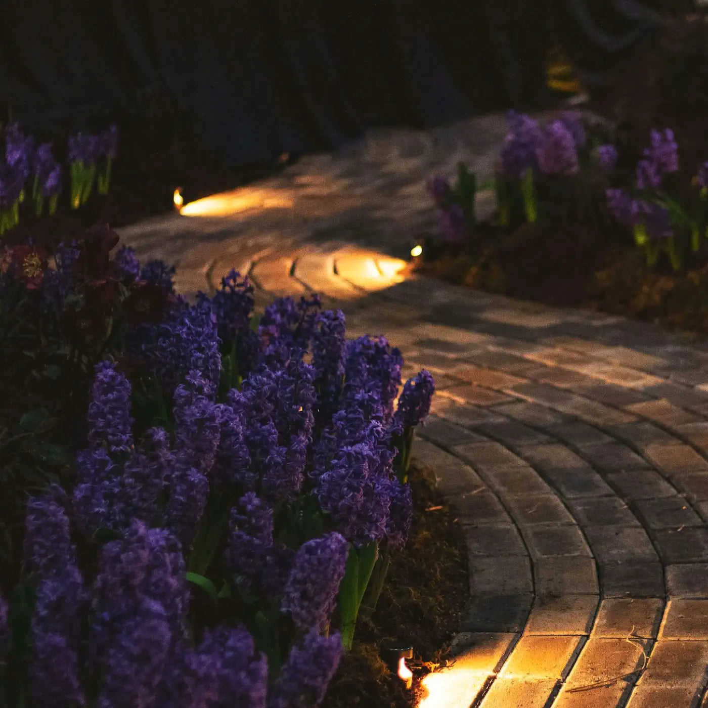 A beautifully lit brick pathway winding through a garden adorned with vibrant purple flowers, illuminated by warm outdoor lights, creating a serene and inviting nighttime ambiance.