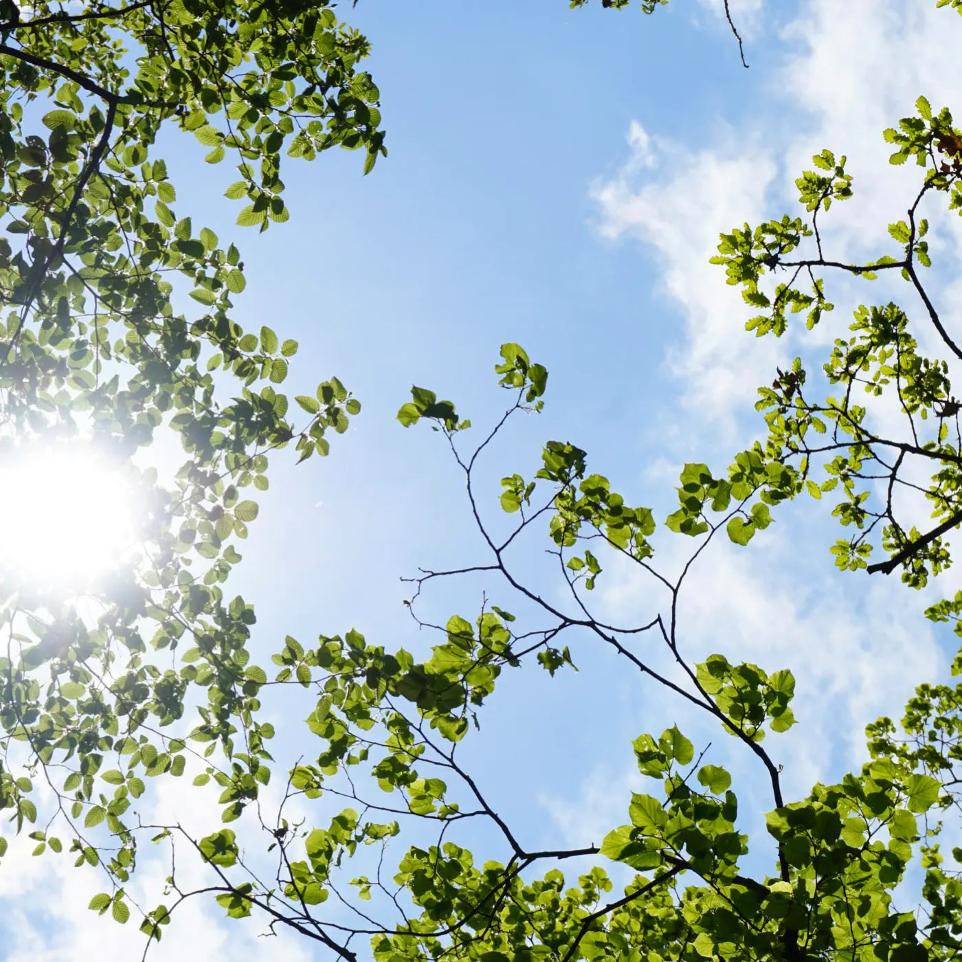 Bright sunlight shining through leafy tree branches against a blue sky with scattered clouds, symbolising renewable energy and the power of solar resources.